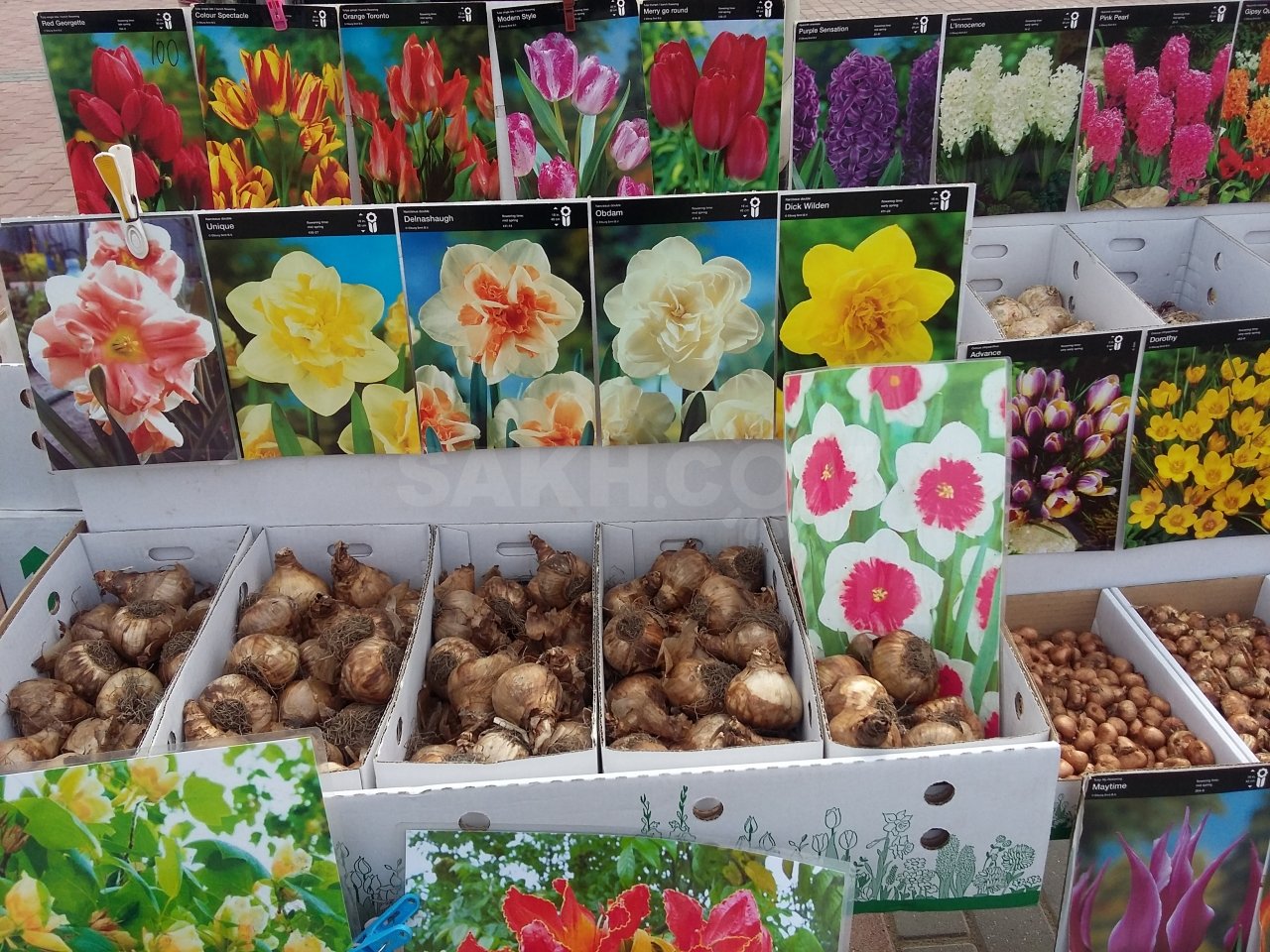Где Купить Луковицы Тюльпанов В Самаре